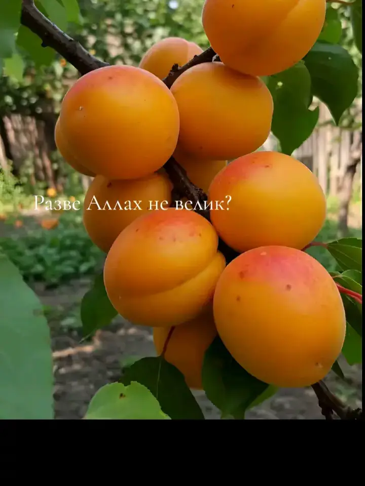 #аллахуакбар #ислам_религия_мира_добра #_ 
