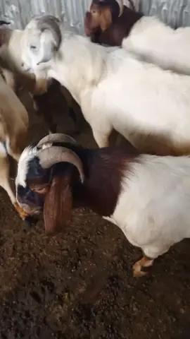 Different journeys, Same destination....  #fypシ #fypage #farming #livestock #breeding 