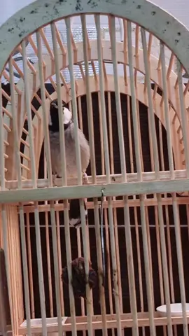 تغريدات فحل مندلاوي #جيش_سمسم👑 