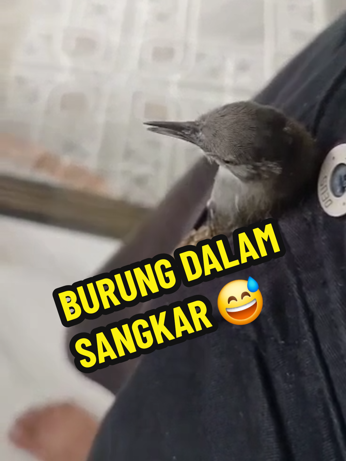 #burungdalamsangkar #viral #fyp #kicaumania #burung 