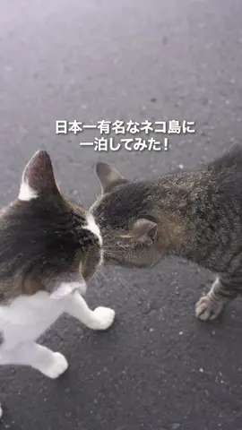 日本一有名なネコ島「田代島」に一泊してきたよ🐾 1番のオススメは電動自転車を借りることです！ アップダウンが多く徒歩だとなかなか大変でした🐾 JR石巻駅から徒歩15分で「網地島ライン中央発着所」へ🚶‍♂️ フェリーで約40〜50分 「仁斗田港」または「大泊港」に到着🚢 帰りの便の時間確認は必須。 海の状況によっては欠航になることもあるので要注意です！ #猫島 #猫のいる暮らし #ねこ好きさんと繋がりたい #catsisland #funnycats 