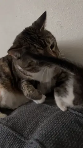 #cat #kitten 