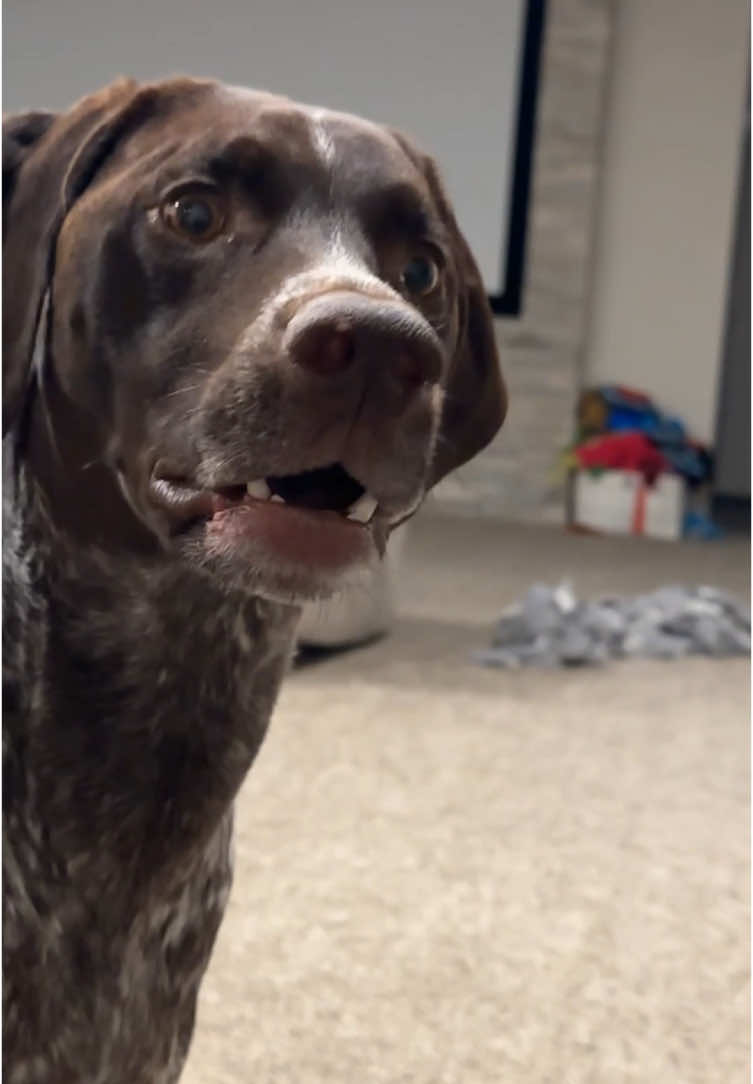 Dog’s reaction after farting 🤣#dogsoftiktok #funnyvideos #funnydog #foryou #makeyoulaugh #fyp #doglover #usa 