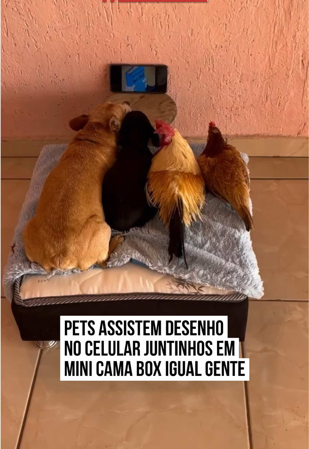 📺 Eldenir compartilhou um vídeo simplesmente adorável e um tanto inusitado. O vídeo mostra dois cachorros, um galo e uma galinha sendo flagrados deitados confortavelmente em uma mini cama box, assistindo #desenho animado no celular como se fosse a coisa mais normal do mundo. A cena parece saída de um filme: os #animaizinhos totalmente concentrados na tela, sem tirar os olhos do que está passando. Eldenir ainda brincou: “Desse jeito aí, já já vão precisar de óculos com a cara colada assim no celular!”. Nos comentários, os internautas se divertiram. Um deles disse: “Eu só acredito vendo... e vendo, ainda não acredito!”. Outro destacou o luxo do momento: “Olha só a cama box!”. #TikTokNotícias 📹 @borajack.oficial | @dommedia.br