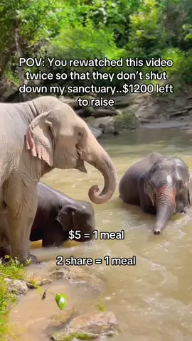 You rewatched this video twice so that they don’t shut down my sanctuary..$1200 left to raise#fyp #viral #viral_video #sanctuary #newyork 