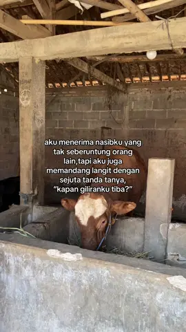 #peternakmuda #blantiksapi #sounds #viral #trending 