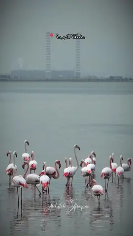 يبتدي موسمهم من شهر ١٠ ويهاجر على شهر ٣  استمتعو بجمالهم وتحصلونهم بالدوحه ومنطقة الصليبخات والمنطقه الحره احسن وقت تشوفونهم قريب بوقت المد يقربون من السيف #الكويت #الشعب_الصيني_ماله_حل😂😂 #تصويري📷 #fyp #فلامنجو 