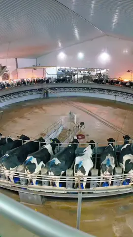 80 Cows Milked in Just 8 Minutes!
 #cow #efficiency #fyp #foryou #knowledge 
