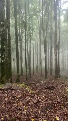 Kebun Raya?#fyppppppppppppppppppppppp #ayokekebunraya #bedugulbali #fyppppppppppppppppppppppp #sunsetlover 