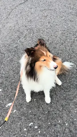 母を待つ🐶🌾#こまち #シェルティ #シェットランドシープドッグ #shetlandsheepdog #宝犬 