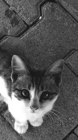 #kucing #kucinglucu #galaustory #gabut #promoseruweekend 
