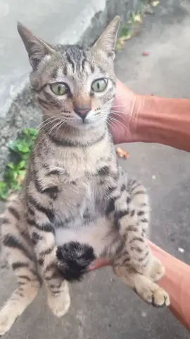 #hajimi #cats #xuhuong 