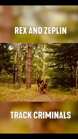 Two K9s, one mission. Rex and rookie Zep team up to TRACK IT! Catch up on the latest episode of#Hudson&Rex #Hudsonandrex 