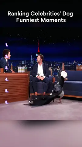 Dogs really do take after their owners—the interactions between celebrities and their dogs are just too funny.#celebrity #fyp #rank #funny #naomiwatts