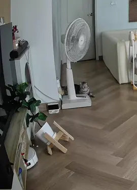 ดีนะที่บ้านมีกล้อง น้อนแม้วเกือบแล้ววว #แมว #แมวอ้วน #ทาสแมว #แมวน่ารัก #cat 