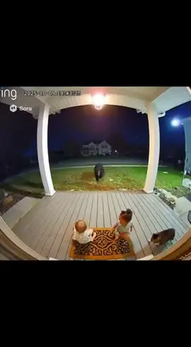 🐻🐱 “Hero Cat Saves Baby From a Bear Attack | Unbelievable Security Camera Moment!”#ai #viral #Sora2 #fyp #cats 