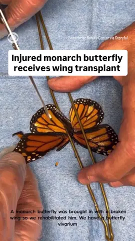 WING TRANSPLANT: An injured monarch butterfly is miraculously able to fly again after undergoing a wing transplant at a nature preserve in Long Island, New York. Here, the insect can be seen undergoing the procedure, then flying away afterwards. Sweetbriar Nature Center used a wing from a deceased butterfly and carefully matched it to the broken wing. Monarch butterflies are the only known butterfly to migrate two ways for thousands of miles every year, according to the United States Department of Agriculture. The monarch population has declined markedly in recent decades as its food source, milkweed, has been annihilated by herbicides, making this delicate rescue all the more extraordinary.