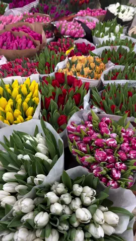 صوتي الدخلي لما يشوف ورد التوليب #wedding #xuhuong #fyp #