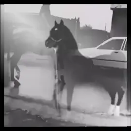 #عباس_الاسحاقي #خيول_عربية_اصيلة_🌹💙 #horse #fffffffffffyyyyyyyyyyypppppppppppp 