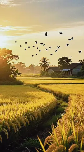 Hương lúa phả lên, thơm nồng như một khúc ru lâu đời, làm lòng mình bỗng dưng yên lặng.  #canhqueyenbinh #chualanh #boconganh #xuhướng #anyen 