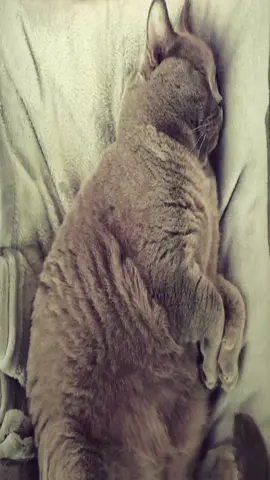 милые #британскиекошки #cat #fyppppppppppppppppppppppp #британка #кошки 