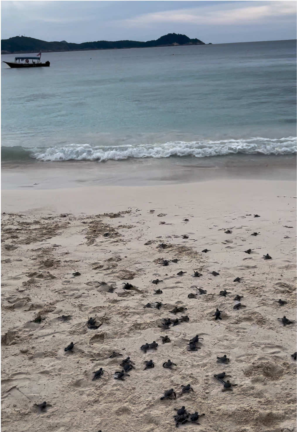 Un momento che resta nel cuore🩵 Vedere le piccole tartarughe correre verso il mare è come assistere a un inno alla vita, alla libertà e alla forza della natura. Ogni passo sulla sabbia è un battito di speranza, ogni onda che le accoglie è un nuovo inizio. 🐢💙 #turtles #perhentianisland #nature #travel #sea 