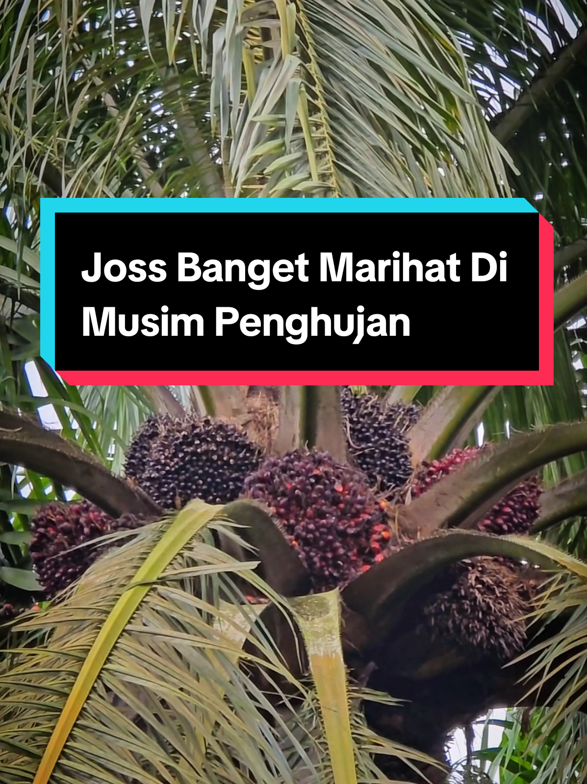 Joss Banget Marihat Di Musim Penghujan #PalmOil  #KelapaSawit  #sawit #marihat 