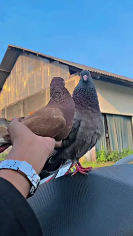 🤪🤪#kenwoodmerpati #merpatikolongbebas #merpatikolongbebas #pmkc #merpatilovers 