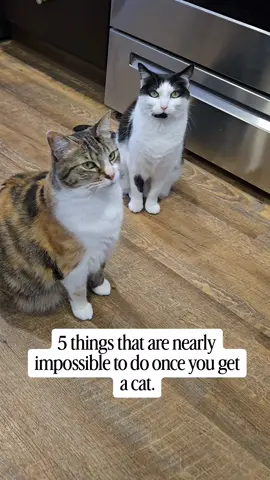 5 things that are nearly impossible to do when you get a cat. 😆 audio: winstonandspooky #catvideos #cats #lifewithcats #catsoftiktok 