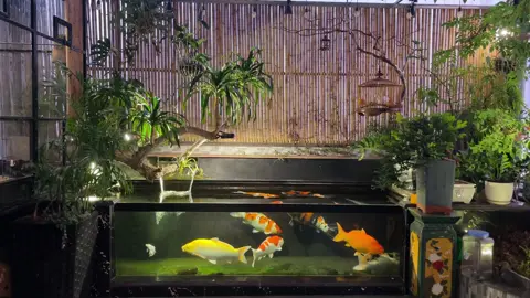 Chiều thứ 7 #xuhuong #cá #koifish #cây #sânthuong 