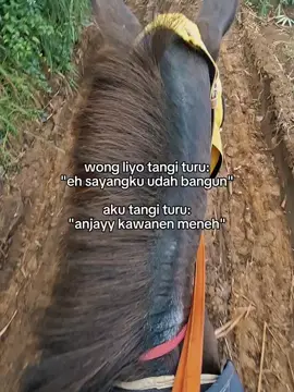 selak panas 🙌 #sandelwood #kudapacuindonesia #bakuljaran #malang24jam #fyppppppppppppppppppppppp 