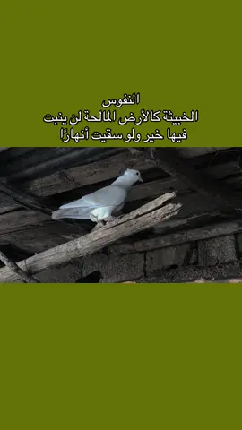 النفوس الخبيثة كالأرض المالحة لن ينبت فيها خير ولو سقيت أنهارًا #النفوس_الخبيثة #شعراء_وذواقين_الشعر_الشعبي_العراقي #عبارات_عن_الحياة #trend #pov 