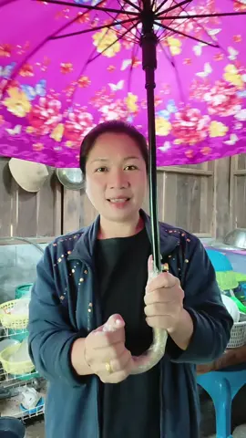 #ร่ม #ร่มกันแดด #ร่มกันฝน #ร่มผ้าซาติน #ธิชาแม่ค้าตัวกลม 