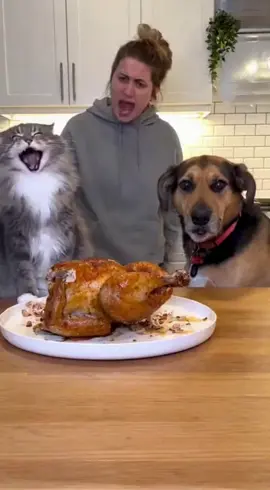 Cat is blaming a dog for eating chicken  #dog #cat #foryou 