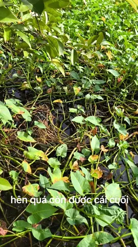 á Anh đồng nghiệp lấy lợp của mình hoài mình không phá của hắn hắn lấy của mình #TikTokAwardsVN 