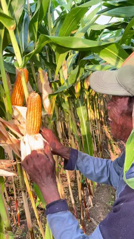 LUAR BIASA JAGUNG SUMO SAKTI di Tanah Gambut Kalimantan