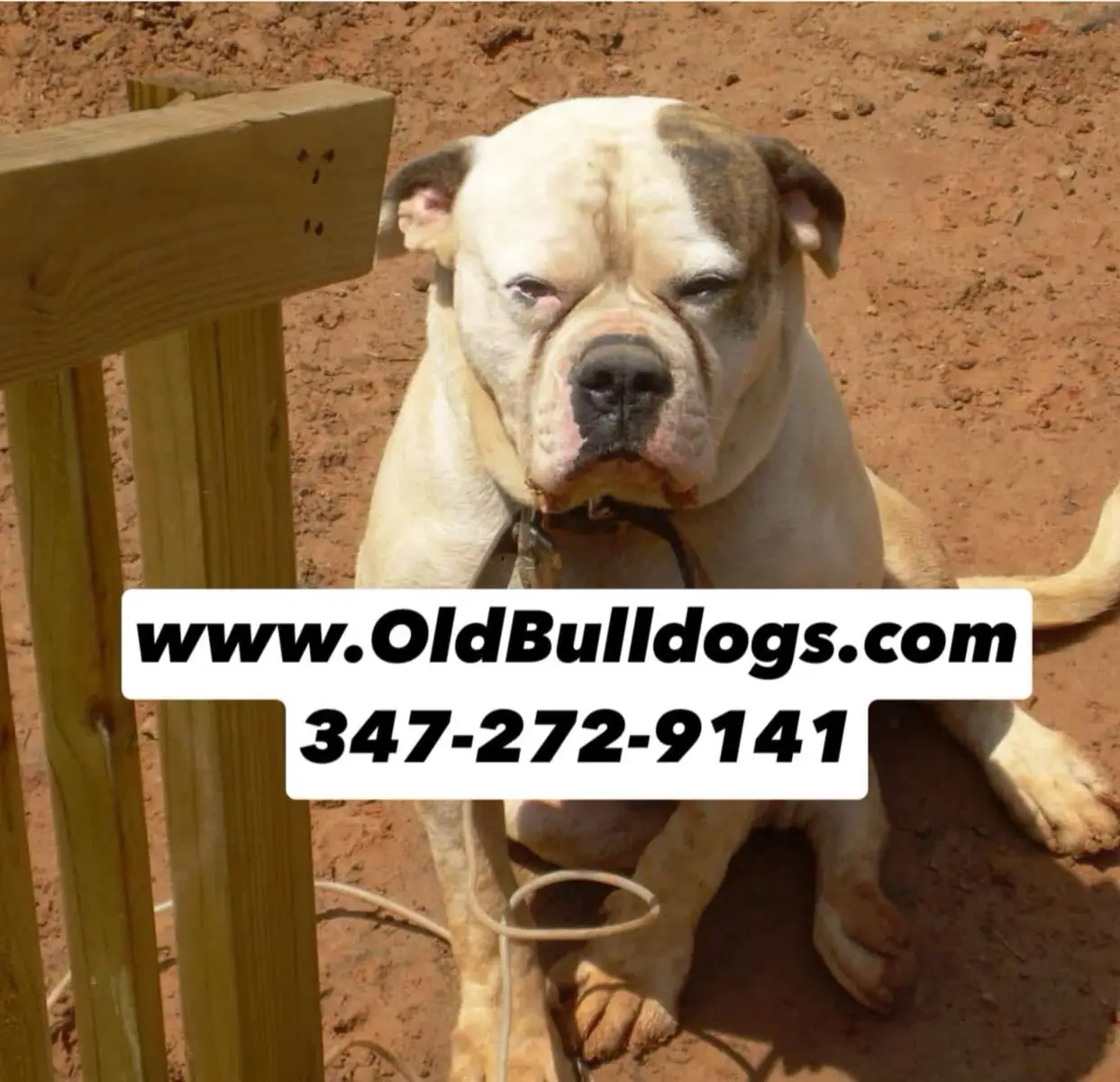 We have 75 Difference Type Of Bulldogs and Mastiffs. We dont Sell, Train, Breed for no illegal purpose. All Our Dogs and Puppies are Tested for Eyes, Heart, Elbows and Hips. We give people guarantee approval on all our Animals. We have Pet financing For all our dogs and puppies. No window shoppers. Our Breeding Farm is Close to the public. Only serious people. We have puppies sold before they are born so you have put an $580 to $880 down payment to hold your application. 843-688-5098 or 347-272-9141 We need you to fill out this application out right. Click Here http://www.OldBulldogs.com/contact You can go to Public Library and print this out http://www.oldbulldogs.com/contract/ and get it Notarized #unitedstates #unitedkingdom #canada #bulldog #bulldogs 