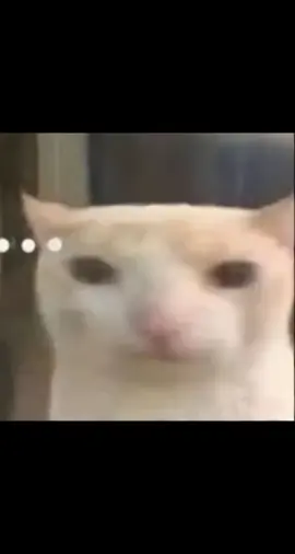 mèo phê pha #cat #cute #meme #fyp #xh 
