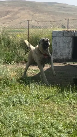 #kangal_tr #akbaş #çapar #kangal 