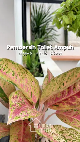 Kalian wajib deh cobain ini , aku aja ketagihan ni restock lagi 😍 Karena sepraktis itu nggak perlu sikat-sikat lagi #pembersihkerak #pembersihkamarmandi #pembersihtoilet #pembersihwc #logeski 