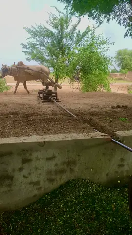 A bullock cart is cutting fodder at high speed with a toca machine#viral #shorts #viralvideo #foryou #culture 
