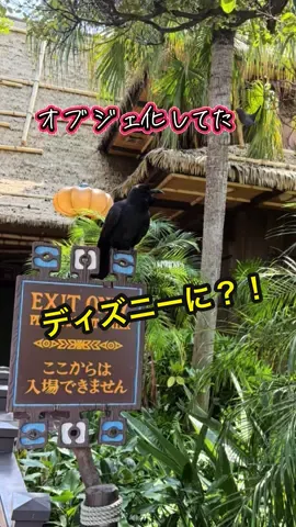 ディズニーでカラス初めて見た🐦‍⬛皆んな本物だと思ってなくてビックリ👀！馴染みすぎてオブジェ化してた😂#ディズニー#カラス#衝撃#びっくり#ディズニーランド
