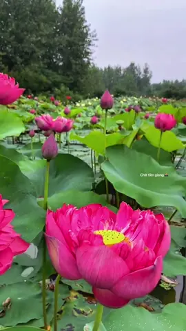 Mình về đồng tháp nghe câu hò ơi #chill #binhyen #tamtrang #xuhuong #mientay 