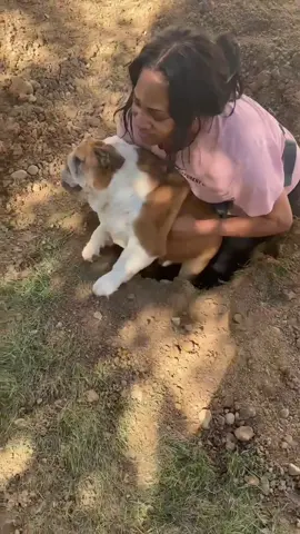 I’m sorry…the way he falls in had me wheezing #funny #fail #dog #puppy #englishbulldog  