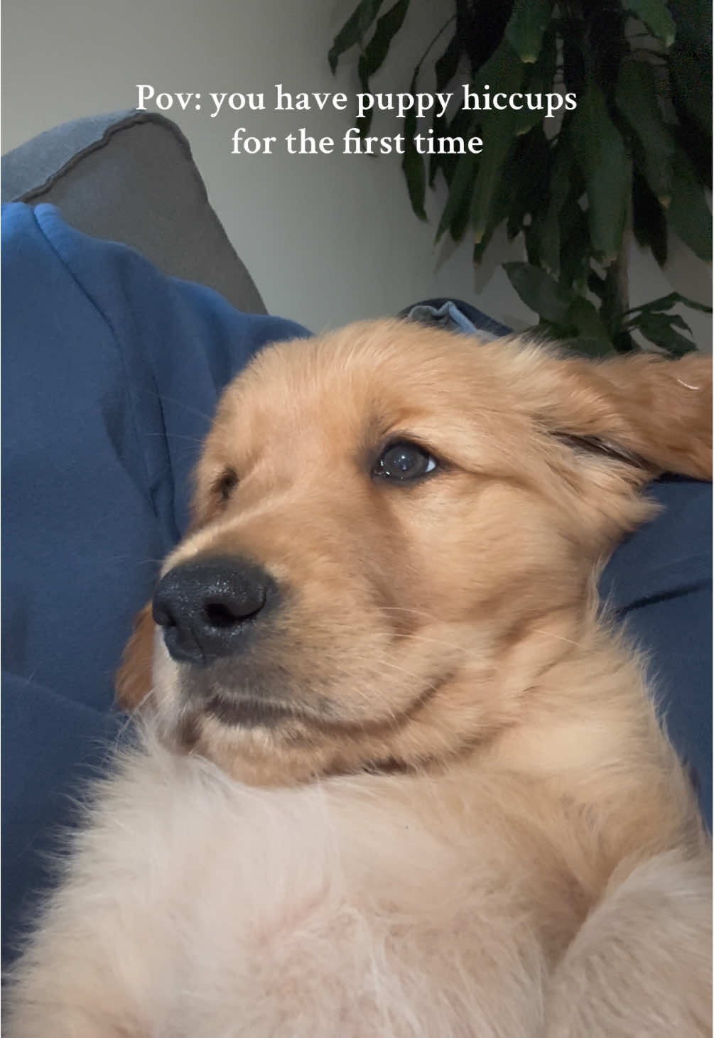 Who else’s puppy has hiccups sometimes?🥰 #goldenretriever #puppy 