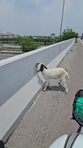 จากวันนั้น จนถึงทุกวันนี้#boit #แฟนผู้ช่วยพยาบาล #คุ้กกี้จอมซน #ไรเดอร์ส่งอาหาร #เทรนด์วันนี้ 