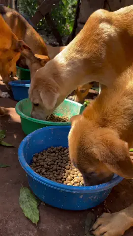 #donate #dogsfood #please #doglovers #UnitedstatedUnitedkingdom 