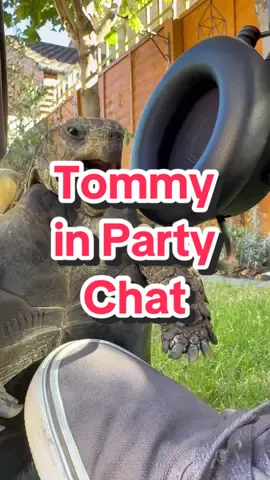 Tommy in party chat Featuring the @Razer Kraken V4 Pro Headset #turtle #PetsOfTikTok #animals #cute #funny 