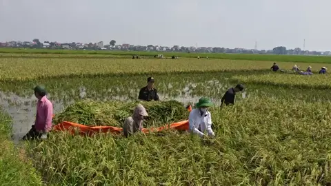 nhạc xứ nghệ nhưng bọn a ở Hà Nội giúp đỡ bà con mùa mưa bão có em nào chịu gắt cùng anh ko🤣#bocongan #cscđpk02 #muamuabaoquetoi😭 