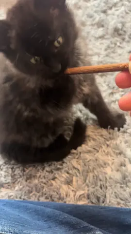 A great alternative to kittens chewing on the your toes and fingers is silver vine sticks ideal for teething kittens that also helps with their dental health. Stopping cats or kittens chewing on your toes and fingers by giving them silver vine sticks #teethingkittens #silvervinesticks 